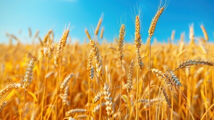 Fototapeta premium Golden wheat field under a clear blue sky. Ripening ears of wheat swaying in the wind, representing agricultural abundance and harvest season.