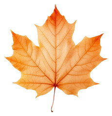Obraz premium PNG Real Pressed a maple leaf plant tree red.