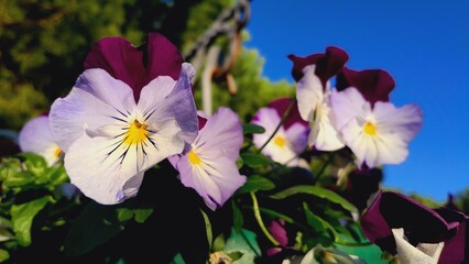 Pansies and Violas
Winter flowers