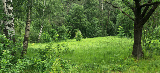 summer natural landscape with green grass and birch trees in the forest