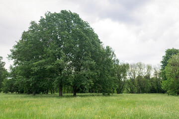 Fototapeta premium summer natural landscape with green meadow, trees and cloudy sky in the background