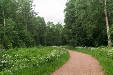 Path in the summer forest. Landscape with green trees and grass.