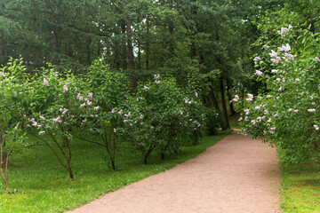 Path in the summer park among lilac bushes. Landscape with green trees and grass.