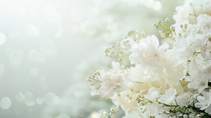 elegant white flowers with soft bokeh background, mourning and funeral imagery with copy space for text