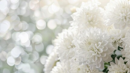 elegant white chrysanthemums with bokeh background, funeral remembrance and sympathy card with copy space for text