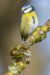 Blue tit on a perch