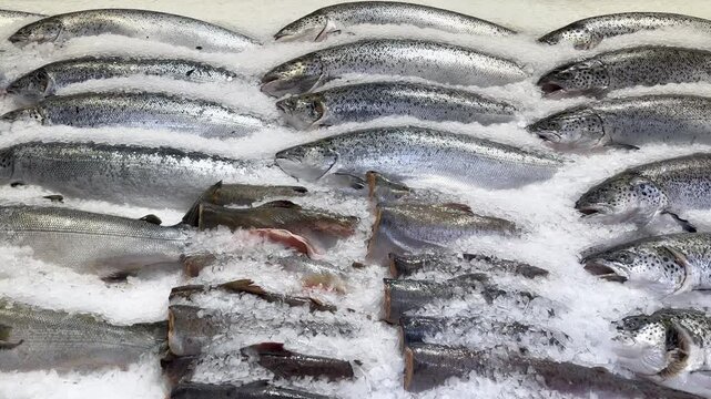  fresh fish seafood in supermarket.choosing a dairy products at supermarket.