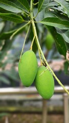 Green mango hanging on the plant. It is a delicious fruit.