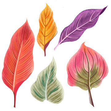 Folhas, folhagem, ornamento, outono, planta,primavera, florir, desabrochar, elemento, gr&aacute;fico, pintura, ilustra&ccedil;&atilde;o, desenho, natureza, floresta, m&iacute;stico, bot&acirc;nico, ecol&oacute;gico, natural, enfeite, &aacute;rvore 
