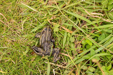 Dead toad in the grass, run over, dangerous, animal protection, accident