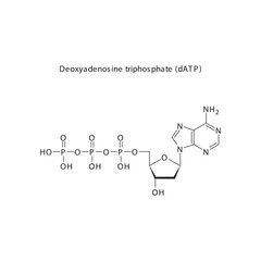 Deoxyadenosine triphosphate (dATP) skeletal structure schematic illustration, Nucleoside molecule.