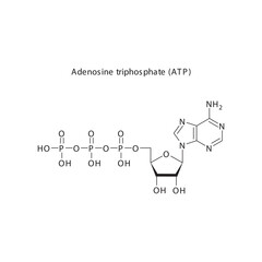 Guanosine skeletal structure schematic illustration, Nucleoside molecule.