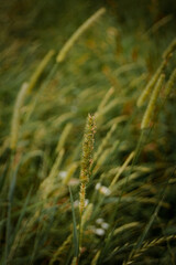yellow caterpillar on a grass