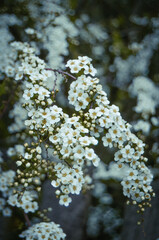 Spring white flowers on the tree