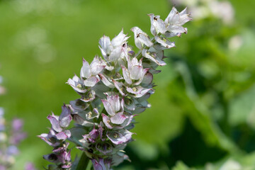 Sage flowers in purple and white close up