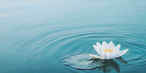 Lotus Flower Floating on Tranquil Water A Minimalist Scene of Peace and Meditation. Concept Meditation, Tranquility, Lotus Flower, Minimalist, Serenity