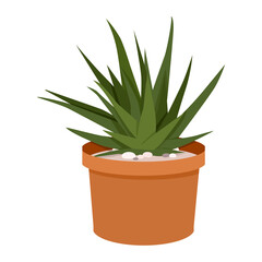 Dark green Haworthia succulent in a pot