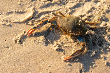 This blue crab sits posturing on the beach. Ready to use the claws and pinch anyone that puts him in danger. The large pinchers out and ready. Pretty brown sand all around.