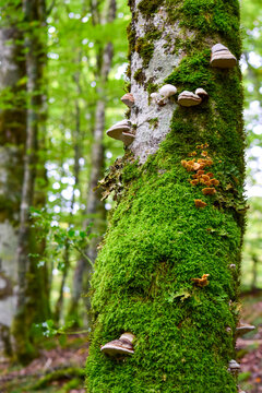 moss covered tree
