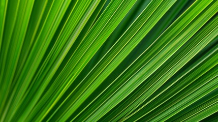 Lush green palm leaf texture. Close-up shot of a vibrant green palm leaf, showcasing its intricate texture and natural beauty.