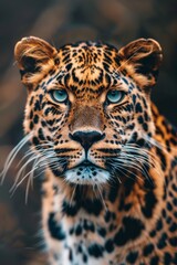 Obraz premium Photograph of a leopard