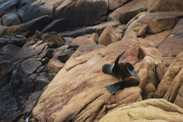 Sea lion lying on rock with one flipper raised