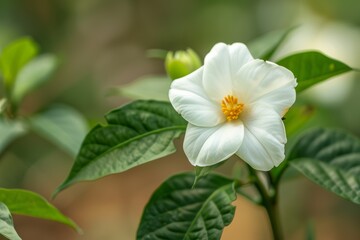 Parthenium tantake. White Matricaria blossoms open. close-up and macro.
