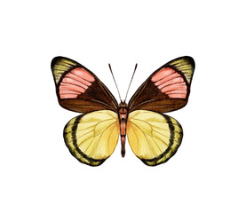 Watercolor colorful butterflies, isolated on white background. blue, yellow, pink and red butterfly spring 
