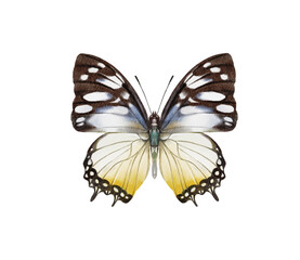 Watercolor colorful butterflies, isolated on white background. blue, yellow, pink and red butterfly spring 