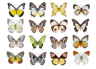 Watercolor colorful butterflies, isolated on white background. blue, yellow, pink and red butterfly spring 