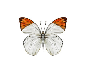 Watercolor colorful butterflies, isolated on white background. blue, yellow, pink and red butterfly spring 
