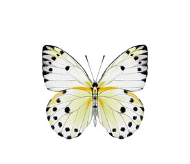 Watercolor colorful butterflies, isolated on white background. blue, yellow, pink and red butterfly spring 