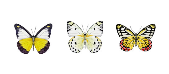 Watercolor colorful butterflies, isolated on white background. blue, yellow, pink and red butterfly spring 
