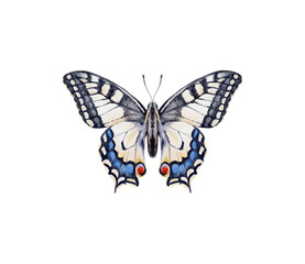 Watercolor colorful butterflies, isolated on white background. blue, yellow, pink and red butterfly spring 