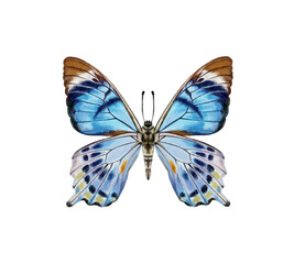 Watercolor colorful butterflies, isolated on white background. blue, yellow, pink and red butterfly spring 