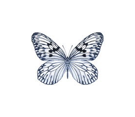 Watercolor colorful butterflies, isolated on white background. blue, yellow, pink and red butterfly spring 