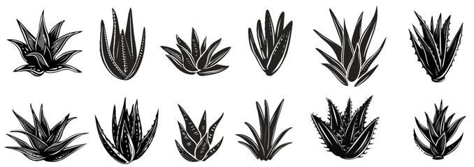 Set Silhouette Aloe Vera Plant Illustration. Botanical Vector Art. 