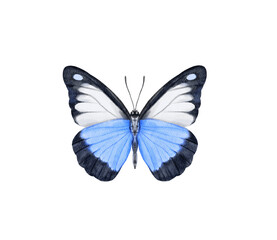 Watercolor colorful butterflies, isolated on white background. blue, yellow, pink and red butterfly spring 