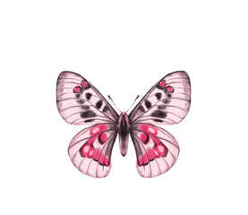 Watercolor colorful butterflies, isolated on white background. blue, yellow, pink and red butterfly spring 
