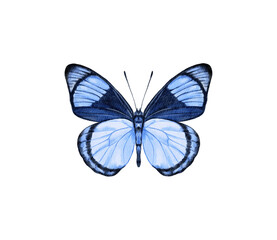 Watercolor colorful butterflies, isolated on white background. blue, yellow, pink and red butterfly spring 