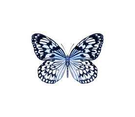 Watercolor colorful butterflies, isolated on white background. blue, yellow, pink and red butterfly spring 