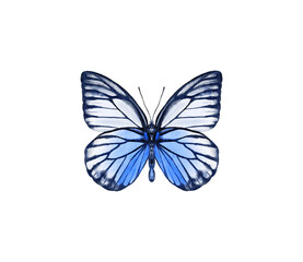 Watercolor colorful butterflies, isolated on white background. blue, yellow, pink and red butterfly spring 