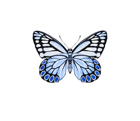 Obraz premium Watercolor colorful butterflies, isolated on white background. blue, yellow, pink and red butterfly spring 