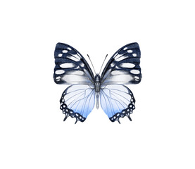 Watercolor colorful butterflies, isolated on white background. blue, yellow, pink and red butterfly spring 