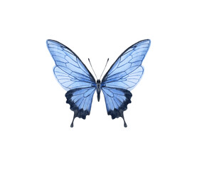 Watercolor colorful butterflies, isolated on white background. blue, yellow, pink and red butterfly spring 