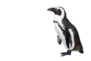 Penguin isolated on transparent background with copy space, add your own text.