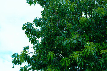 mango tree,mango,Mangifera indica