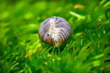 Cubaris spec. White Side ball isopoda woodlouse. Cubaris White Side assel exotic animal in the...