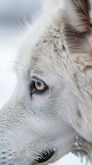 White huskey close up winter photo