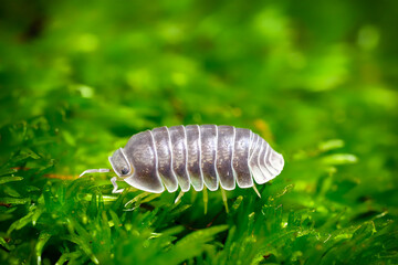 Cubaris spec. White Side ball isopoda woodlouse. Cubaris White Side assel exotic animal in the natural background, tropical terrarium macro photography